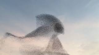 Starling Murmuration [upl. by Dot]