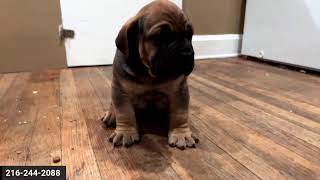 BOERBOEL 5 WEEK OLD PUPPIES WINTER WEIGHT GAIN FORMULA [upl. by Naneik]