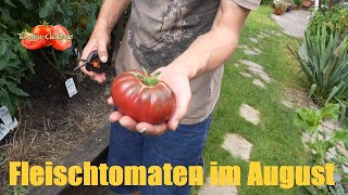 Tomaten Anbau im chilichallenge2024 Jahr Ernte und Verkostung der Fleischtomaten im August [upl. by Llyrpa]