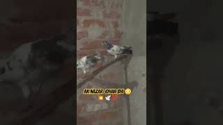 RAM POORE 💥 KALSIRA PAIR 🕊️💯🌟 youtubeshorts animals shorts trending pets ytbirds [upl. by Kjersti952]