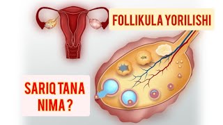 Follikula qachon yoriladi  Sariq tana nima [upl. by Anahtor]