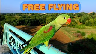 Parrot Free Flight Training  Alexandrine ParrotParakeet [upl. by Rockafellow]