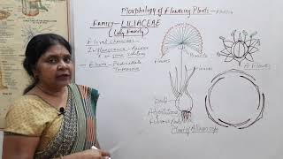 Morphology of Flowering Plants  13 Family Liliaceae Class 11 NEET OnionGarlic Asperagus [upl. by Draneb561]