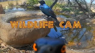 Wildlife cam 2024  Week 41  elephants new genet and pond life [upl. by Adnahcir]