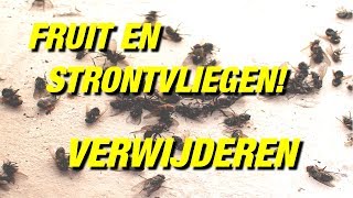 HOE KRIJG JE FRUITVLIEGEN WEG HUIS VOL STRONTVLIEGEN ZO DUS 7 TIPS om ze weg te werken [upl. by Dworman415]