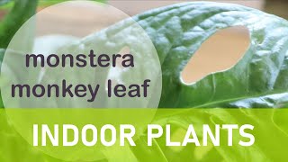 Repotting the pretty monstera monkey leaf philodendron [upl. by Anya]