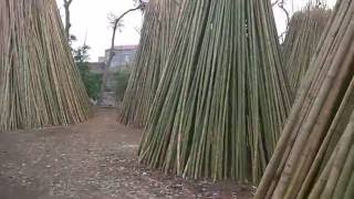 bamboo factory [upl. by Adlay]