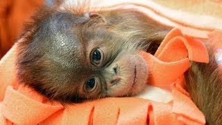 Orangutan bébi a Budapesti Állatkertben [upl. by Elatan]