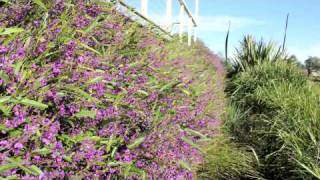 MEEMA™ Hardenbergia a purple flowering groundcover plant  Ozbreed Native Shrubs amp Groundcovers [upl. by Annaohj]