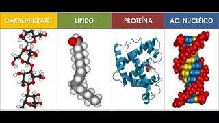 ¿Qué son las BIOMOLÉCULAS monómeros y polímeros BIOLOGÍA ICFES preuniversitario🤓 [upl. by Sikram]