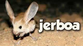 JERBOA [upl. by Onitnas]