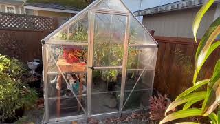 Palram Canopia Greenhouse Kit 6 x 8 Hobby Walk In Polycarbonate Review [upl. by Karalee]