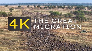 The Great Migration Wildebeests Lions and Crocodiles in Serengeti National Park  Drone Footage [upl. by Elyrad]