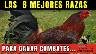 QUE RAZA DE GALLOS DE PELEA ES LA MEJOR [upl. by Lenora]