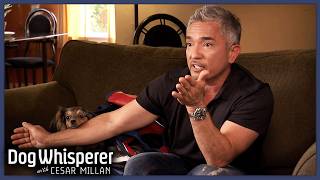 Overprotective Dog Barks And Attacks Owners Housemate  S8 Ep 9  Dog Whisperer With Cesar Millan [upl. by Abana77]