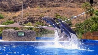 Dolphin Show  Five Dolphins perform High jumps Great speed and underwater tricks [upl. by Anivid927]