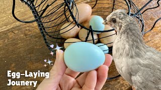 Filming Our Hen Lay Blue Eggs I Araucana Lavender Chicken [upl. by Thgirw]