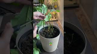 Fiddle plant care 🪴fiddle plantcare shortsfeed youtube pruning gardening plants plantlover [upl. by Quinby]