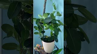 Stephanotis houseplant houseplants plantcare planthome plants youtubeshorts [upl. by Juan797]