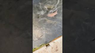 Trout Hatchery Feeding fishinglife troutfishing shorts shortsvideo fishing fish trout [upl. by Eninahs64]