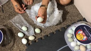 Triocottage Araucana eggs First time dry hatch part 1 [upl. by Thekla]