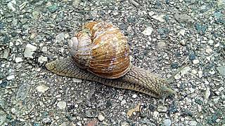 The Lonely Snail 2 [upl. by Aitak]