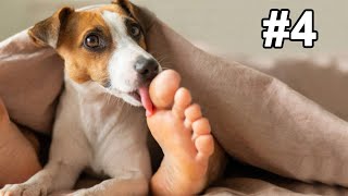 19 Things That Make Dogs Happy According To Science [upl. by Gomer]