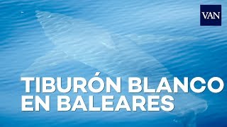 Aparece un tiburón blanco en Baleares [upl. by Crowns]