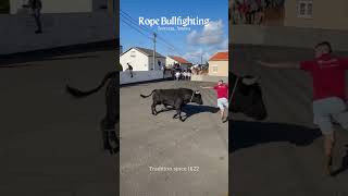 Street Bullfighting  Terceira Azores [upl. by Meg402]