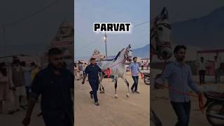 shorts Marwari horse stallion Parvat studfarm marwarihorse viral horse trending yt animals [upl. by Sissel]