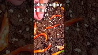 growing chillies from chillies how to grow chilli from fresh chilli seeds [upl. by Rossner]