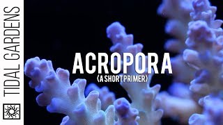 Some thoughts on Acropora Staghorn Corals [upl. by Atsahs229]