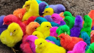 Menangkap ayam lucu ayam warna warni ayam rainbow bebek angsa ikan hias ikan cupang Kelinci [upl. by Odrahcir988]