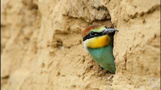 Bienenfresser  European Beeeater  Merops apiaster [upl. by Cung]