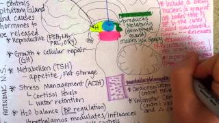 Brainstem [upl. by Anaoj840]