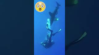 quotSHARKquot Attacks so diver responds [upl. by Disini]