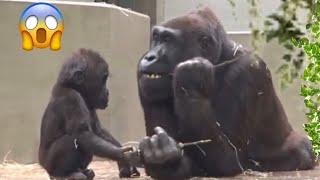 An instant lreaction of mother gorilla Adorable baby gorilla 😍 [upl. by Thanh866]