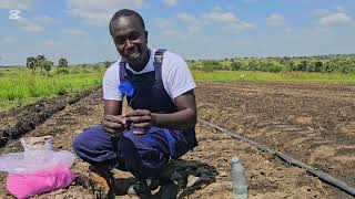 StepbyStep Guide Using Orthosilicic in Onion Nursery Bed and how sow your seeds  bulbonion [upl. by Trahurn]