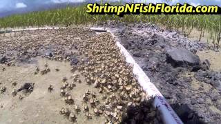 How To Catch Fiddler crabs The Fiddler Crab Roundup Part 1 of 2 [upl. by Odravde]