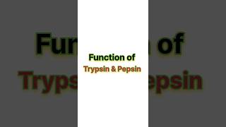 Function of trypsin amp pepsin ✨ neet neet2025 biology aiims [upl. by Jacobine]