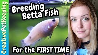 My thoughts about Breeding Betta Fish for BEGINNERS [upl. by Edahsalof671]