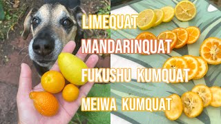 KUMQUATs Taste Testing  Limequat Mandarinquat Fukushu and Meiwa… [upl. by Staffard]