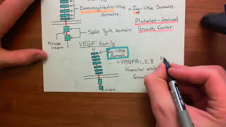 Receptor Tyrosine Kinases Part 2 [upl. by Kwok267]