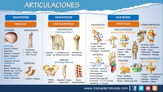 ARTICULACIONES  Morfofisiología [upl. by Aivatco]