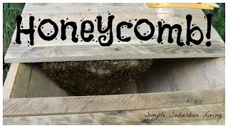 How Much Comb in Three Weeks  Top Bar Hive 1st Checkup [upl. by Arraet785]