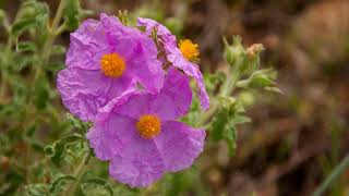 How to Grow Rock Rose [upl. by Radcliffe196]