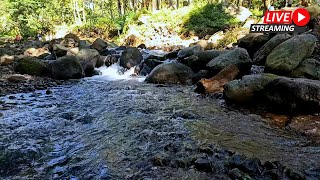 The sound of river water flowing gently With birds Chirping will make you fall asleep quickly [upl. by Niklaus431]