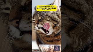 LES VIBRISSES  LES MOUSTACHES MAGIQUES DES CHATS cats cat chat moustache conseils tutorial [upl. by Anoynek]