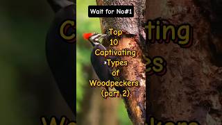 Top 10 captivating types of woodpeckers part 2 [upl. by Tnomyar]