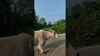 Way to moint everest😂 vlog minivlog youtubeshorts funnyvlog funnyvideo assamvloger [upl. by Abate268]